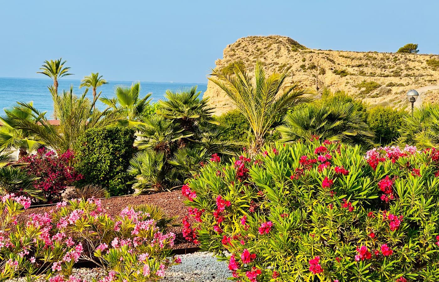 Oleanders in bloom with the coast in the background